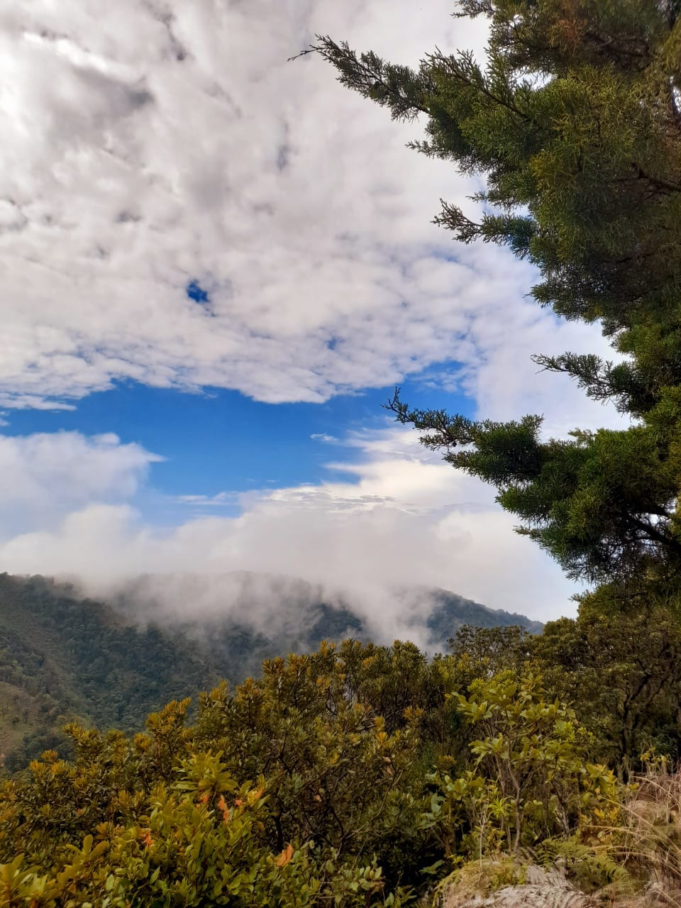 Bosque nuboso entre nubes en las partes altas de Acosta