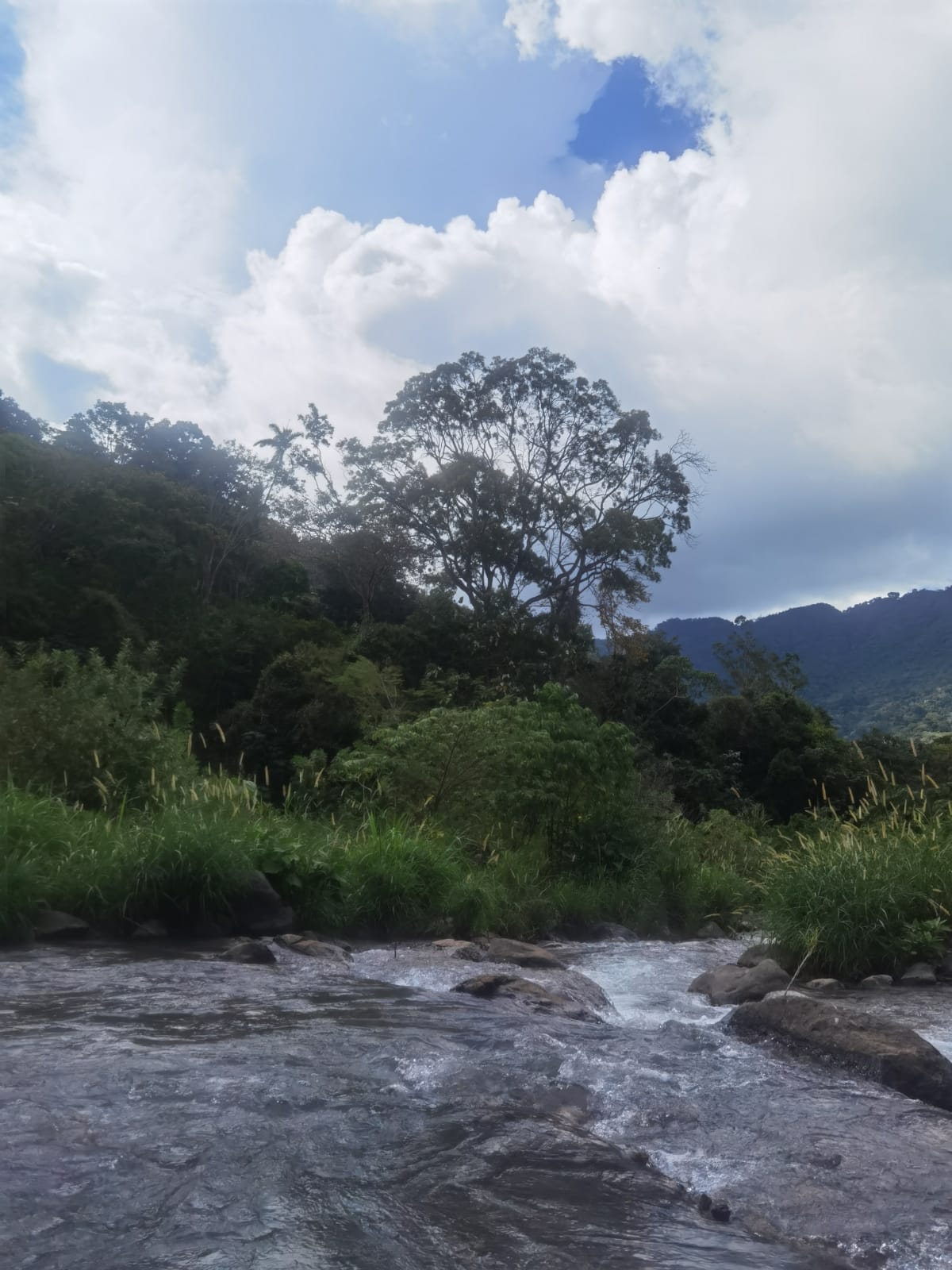 Río rodeado de vegetación y árboles en Acosta